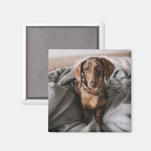 Kutest Baby Animals | Chocolade Dapple Dachshund Magneet (Voorkant / Achterkant)