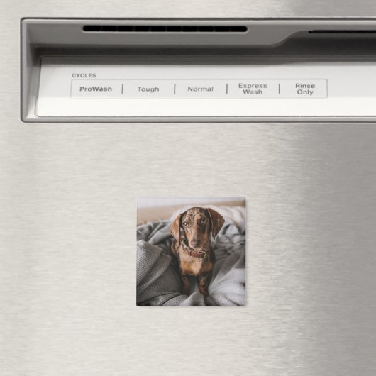 Kutest Baby Animals | Chocolade Dapple Dachshund Magneet (Insitu (Vaatwasser))