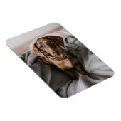 Kutest Baby Animals | Chocolade Dapple Dachshund Magneet (Rechterzijde)