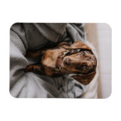 Kutest Baby Animals | Chocolade Dapple Dachshund Magneet (Horizontaal)