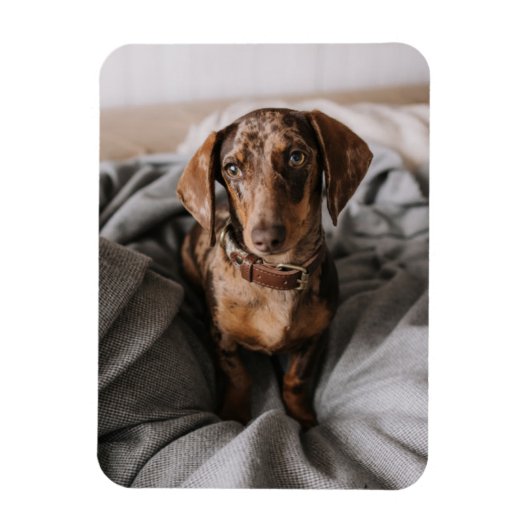 Kutest Baby Animals | Chocolade Dapple Dachshund Magneet (Verticaal)