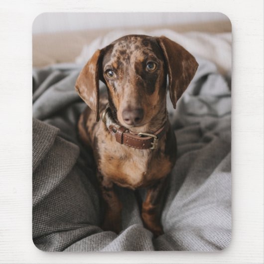 Kutest Baby Animals | Chocolade Dapple Dachshund Muismat (Voorkant)