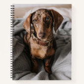 Kutest Baby Animals | Chocolade Dapple Dachshund Notitieboek (Voorkant)