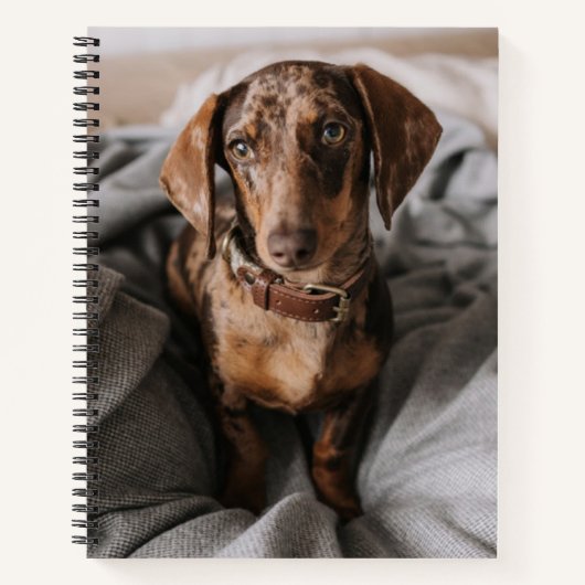 Kutest Baby Animals | Chocolade Dapple Dachshund Notitieboek (Voorkant)