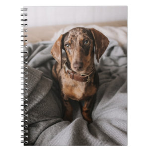 Kutest Baby Animals Chocolade Dapple Dachshund Notitieboek