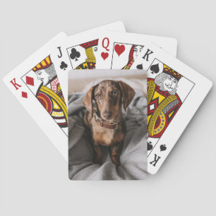 Kutest Baby Animals   Chocolade Dapple Dachshund Pokerkaarten