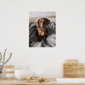 Kutest Baby Animals | Chocolade Dapple Dachshund Poster (Keuken)