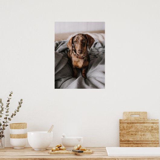 Kutest Baby Animals | Chocolade Dapple Dachshund Poster (Keuken)