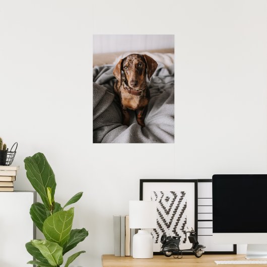 Kutest Baby Animals | Chocolade Dapple Dachshund Poster (Thuiskantoor)