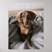 Kutest Baby Animals | Chocolade Dapple Dachshund Poster (Voorkant)