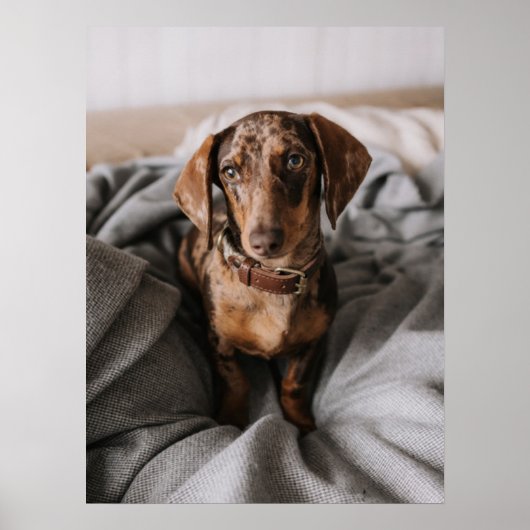 Kutest Baby Animals | Chocolade Dapple Dachshund Poster (Voorkant)
