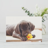 Kutest Baby Animals | Chocolade Labrador Puppy Bedankkaart (Staand voorkant)