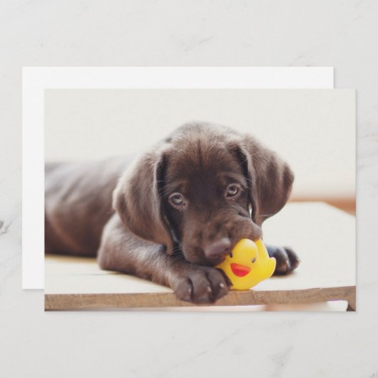 Kutest Baby Animals | Chocolade Labrador Puppy Bedankkaart (Voorkant / Achterkant)