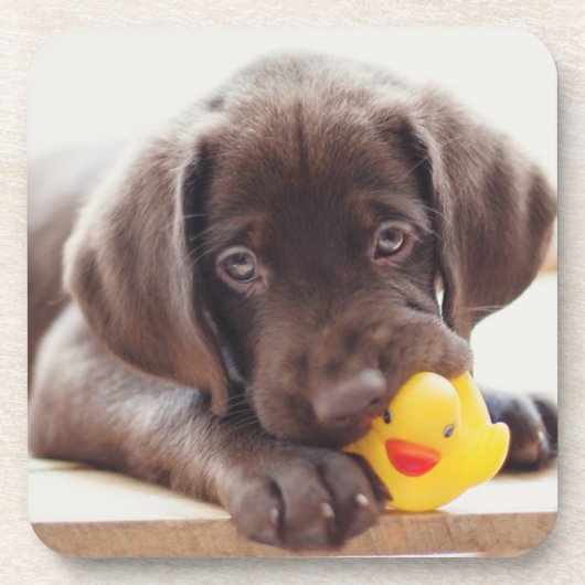 Kutest Baby Animals | Chocolade Labrador Puppy Bier Onderzetter (Voorkant)