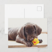 Kutest Baby Animals | Chocolade Labrador Puppy Briefkaart (Voorkant / Achterkant)