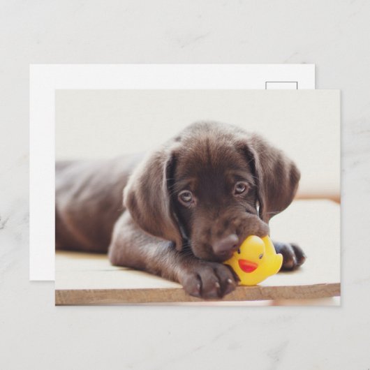 Kutest Baby Animals | Chocolade Labrador Puppy Briefkaart (Voorkant / Achterkant)