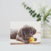 Kutest Baby Animals | Chocolade Labrador Puppy Briefkaart (Staand voorkant)