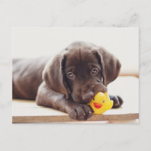 Kutest Baby Animals   Chocolade Labrador Puppy Briefkaart