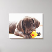 Kutest Baby Animals | Chocolade Labrador Puppy Canvas Afdruk (Voorkant)