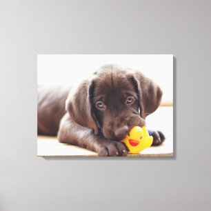 Kutest Baby Animals   Chocolade Labrador Puppy Canvas Afdruk