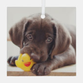 Kutest Baby Animals | Chocolade Labrador Puppy Glas Ornament (Achterkant)