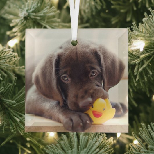 Kutest Baby Animals | Chocolade Labrador Puppy Glas Ornament (Insitu)