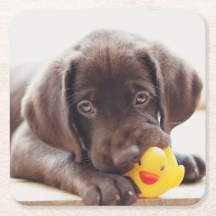 Kutest Baby Animals   Chocolade Labrador Puppy Kartonnen Onderzetters