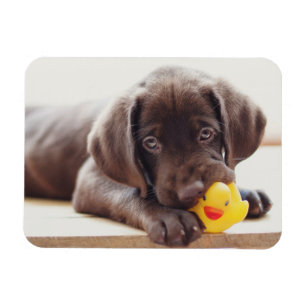 Kutest Baby Animals   Chocolade Labrador Puppy Magneet