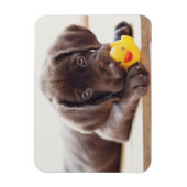 Kutest Baby Animals | Chocolade Labrador Puppy Magneet (Verticaal)