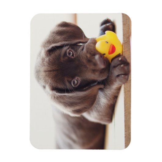 Kutest Baby Animals | Chocolade Labrador Puppy Magneet (Verticaal)