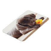 Kutest Baby Animals | Chocolade Labrador Puppy Magneet (Linkerzijde)