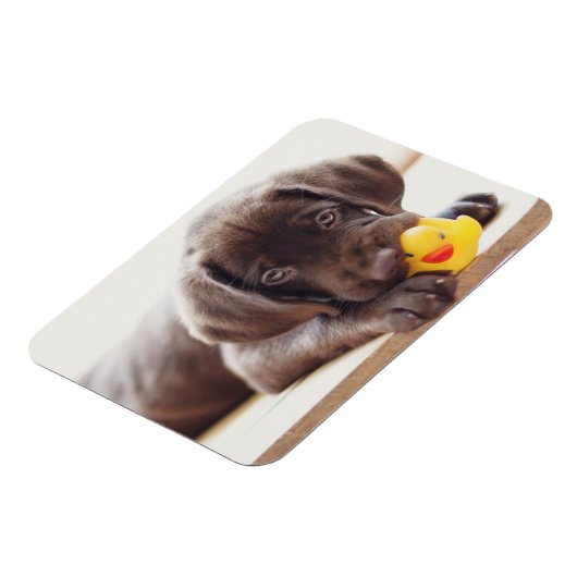 Kutest Baby Animals | Chocolade Labrador Puppy Magneet (Linkerzijde)