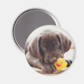 Kutest Baby Animals | Chocolade Labrador Puppy Magneet (Voorkant / Achterkant)