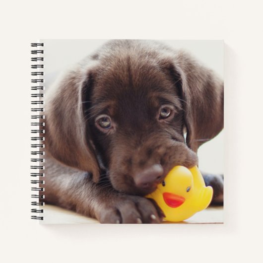Kutest Baby Animals | Chocolade Labrador Puppy Notitieboek (Voorkant)