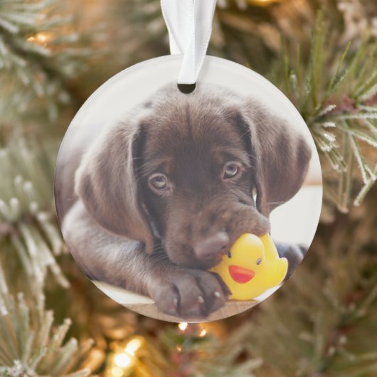 Kutest Baby Animals | Chocolade Labrador Puppy Ornament (Boom)