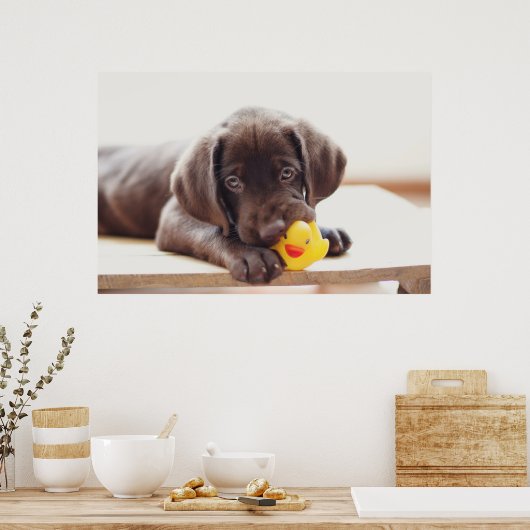 Kutest Baby Animals | Chocolade Labrador Puppy Poster (Keuken)
