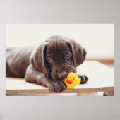 Kutest Baby Animals | Chocolade Labrador Puppy Poster (Voorkant)
