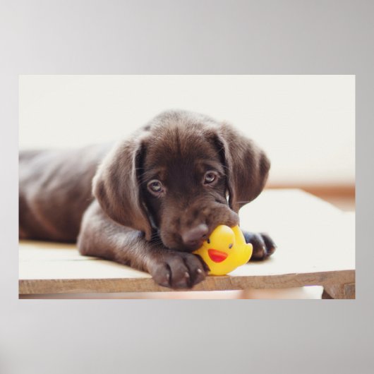 Kutest Baby Animals | Chocolade Labrador Puppy Poster (Voorkant)