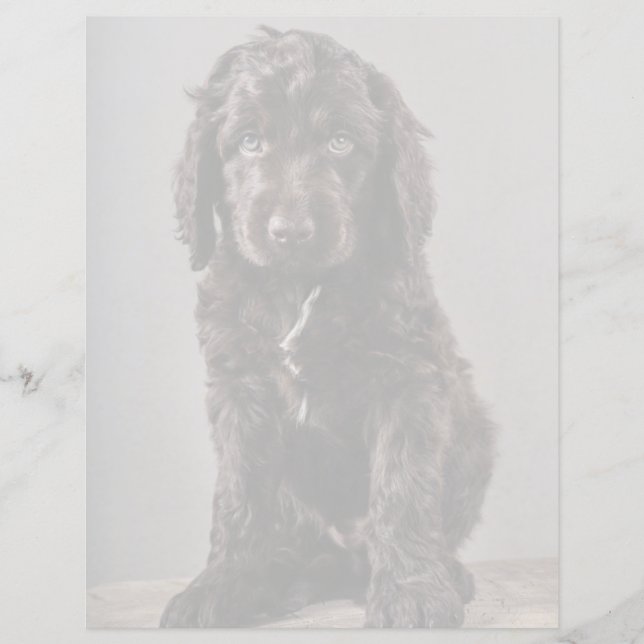 Kutest Baby Animals | Cockapoo Puppy (Voorkant)