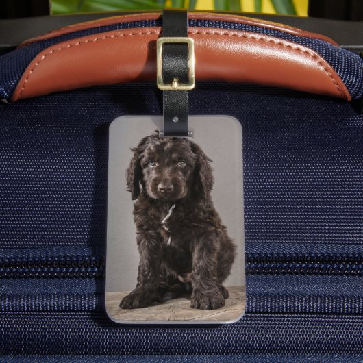 Kutest Baby Animals | Cockapoo Puppy Bagagelabel (Voorkant Insitu 2)