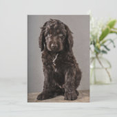 Kutest Baby Animals | Cockapoo Puppy Bedankkaart (Staand voorkant)