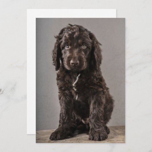 Kutest Baby Animals | Cockapoo Puppy Bedankkaart (Voorkant / Achterkant)