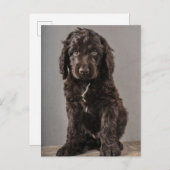 Kutest Baby Animals | Cockapoo Puppy Briefkaart (Voorkant / Achterkant)