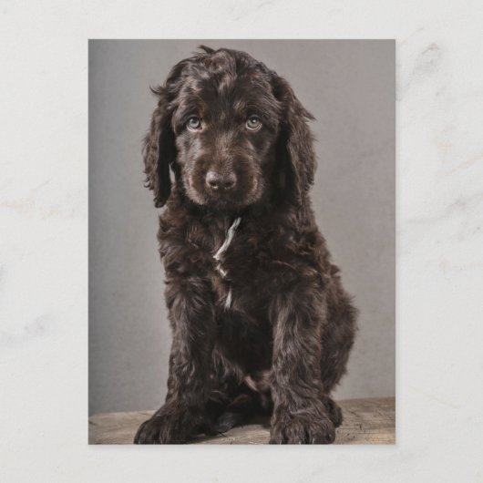 Kutest Baby Animals | Cockapoo Puppy Briefkaart (Voorkant)