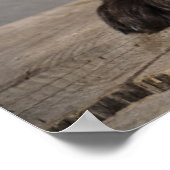 Kutest Baby Animals | Cockapoo Puppy Poster (Hoek)