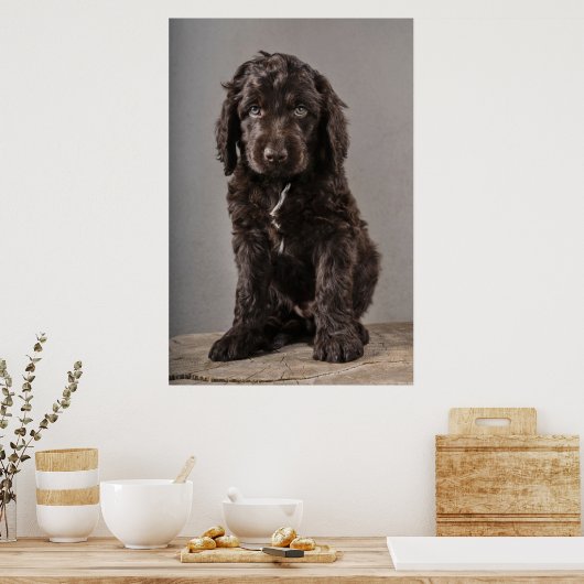 Kutest Baby Animals | Cockapoo Puppy Poster (Keuken)