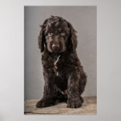 Kutest Baby Animals | Cockapoo Puppy Poster (Voorkant)