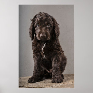 Kutest Baby Animals Cockapoo Puppy Poster