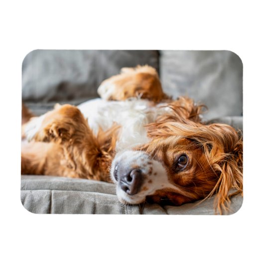 Kutest Baby Animals | Cocker Spaniel Magneet (Horizontaal)