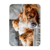 Kutest Baby Animals | Cocker Spaniel Magneet (Verticaal)